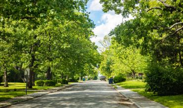 A road surrounded by green trees on both sides