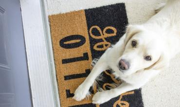 A yellow lab dog lying on a doormat