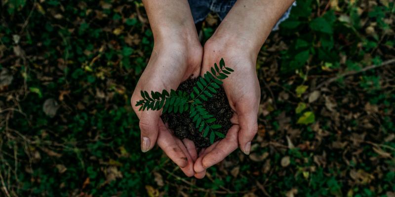 hands holding a seedling