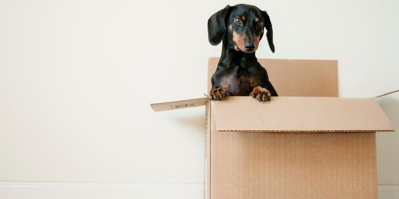 A puppy sitting in a moving box