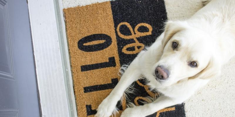 A yellow lab dog lying on a doormat