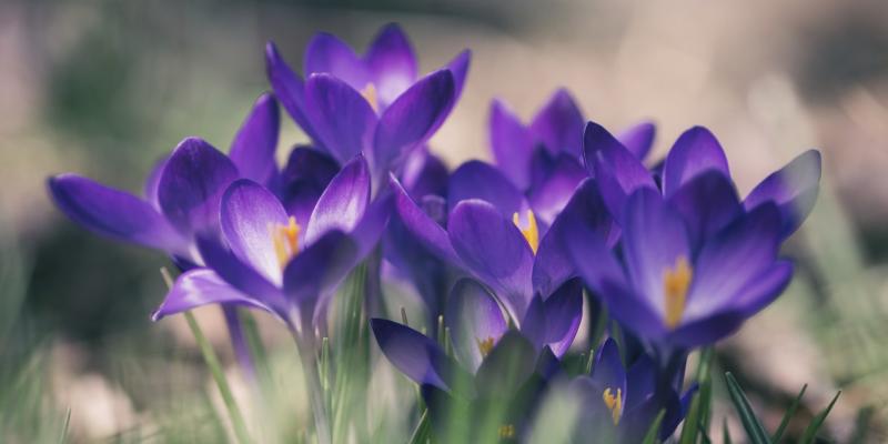Home Ownership Month Purple flowers in grass